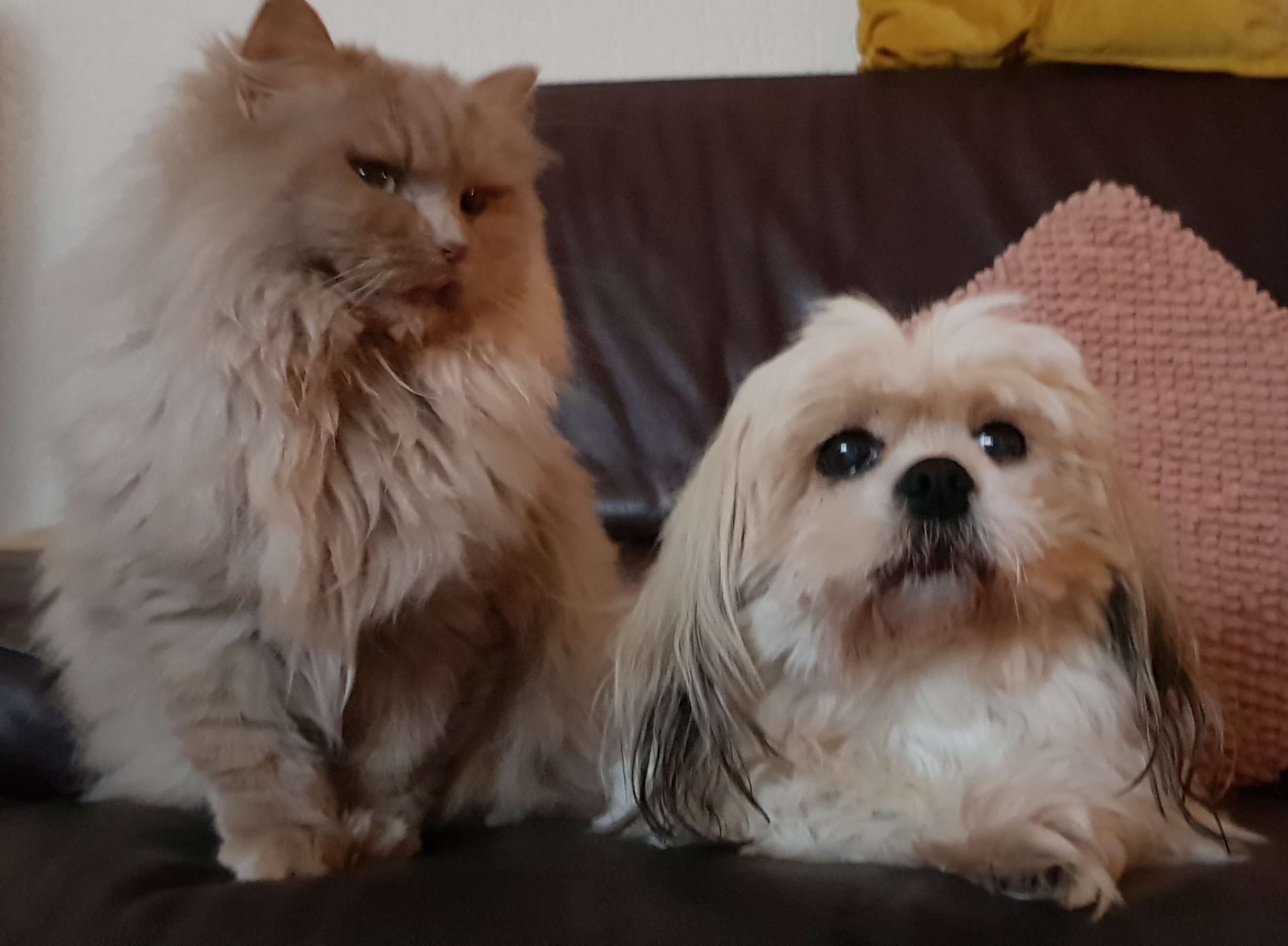 Charlotte Muilwijk Dierenarts gezelschapsdieren LinkedIn